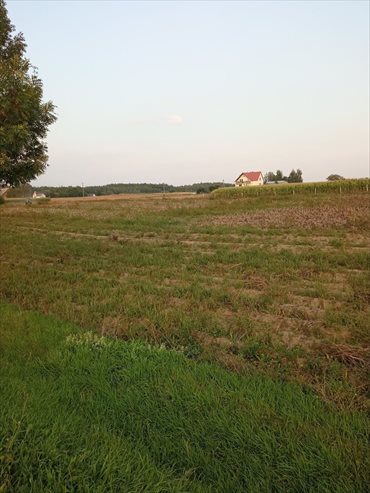 Działka inwestycyjna na sprzedaż Zdrojewo 6 500m2 Foto 2