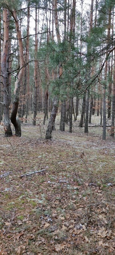 Działka leśna 6 171 m² w Wesołej - polecam! działka Warszawa, Wesoła, Groszówka, Stanisława Staszica
