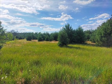 Do sprzedania działka 25 048 m² z warunkami pod farmę fotowoltaiczną działka Budy Iłowskie