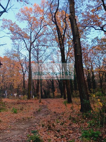 Polecam działkę 1754 m² w Podkowie Leśnej z pozwoleniem na budowę działka Podkowa Leśna