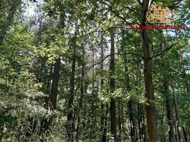 Działka leśna na sprzedaż Rybnik, Ochojec 4 600m2 Foto 2