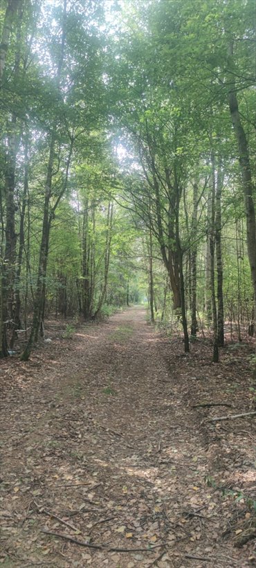 Polecam działkę rolną pod zabudowę 1958 m² w Borzęcinie Dużym działka Borzęcin Duży, Spacerowa