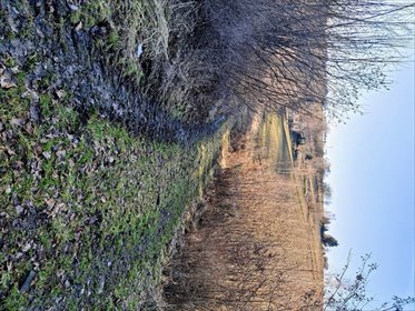 Działka budowlana 2700 m² w Michałowicach, spokojna okolica działka Michałowice, lipowa