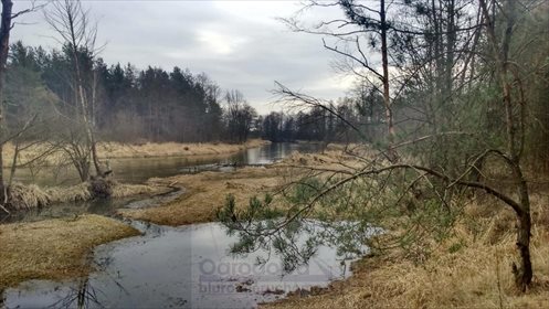 Działka budowlana na sprzedaż Starowola 12 600m2 Foto 5