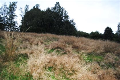 Działka budowlana na sprzedaż Miłoszów 6 500m2 Foto 3