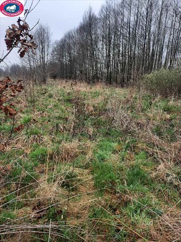 działka na sprzedaż 4000m2 działka Grabina Radziwiłłowska