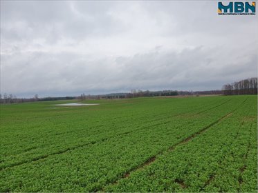 Na sprzedaż działka 4,1 ha w Orłowie - malownicza okolica i naturalne piękno działka Orłowo, Orłowo