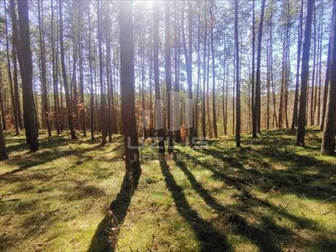 Malownicza działka leśna 40 800 m² w Bytonii. działka Bytonia