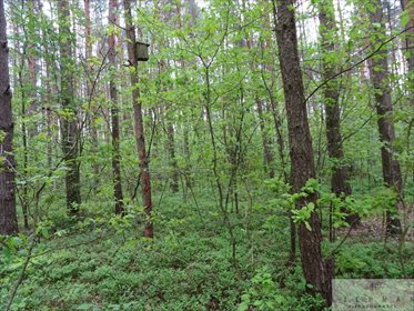 Działka leśna z prawem budowy na sprzedaż Kwiatkowice-Las 2 420m2 Foto 6