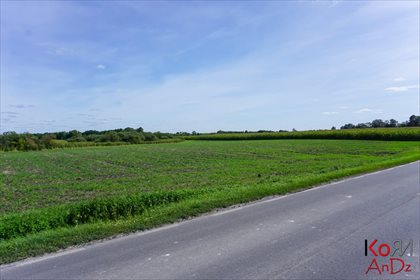Działka inna na sprzedaż Rożdżałów 10 000m2 Foto 5