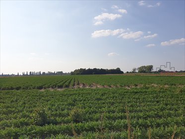 Działka rolna 3,29 ha z mediami, blisko Grodziska działka Żuków