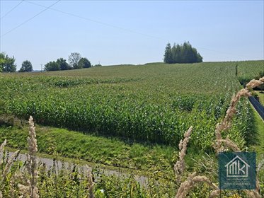 działka na sprzedaż 8100m2 działka Bodzanów