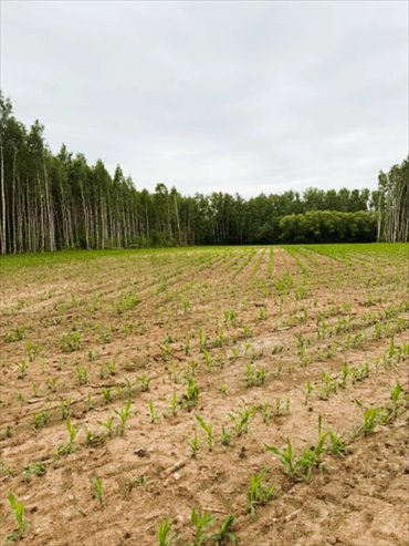 Działka 1,4 ha z warunkami zabudowy i podziałem działka Bombla