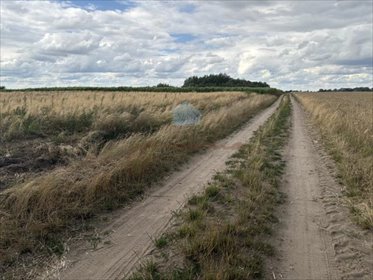 działka na sprzedaż 5000m2 działka Łubowo, Rzegnowo, Rzegnowo
