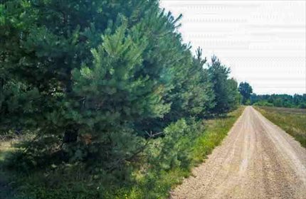 Działka leśna na sprzedaż Firlej 3 200m2 Foto 3