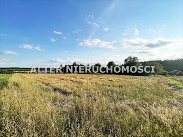 Działka rolna na sprzedaż Pawełki 8 300m2 Foto 3
