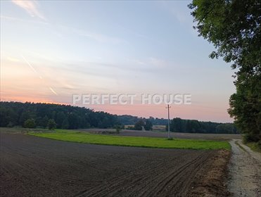 Polecam działki 2485 m² pod lasem z WZ na dom w Lutomku działka Lutomek, Międzychodzka