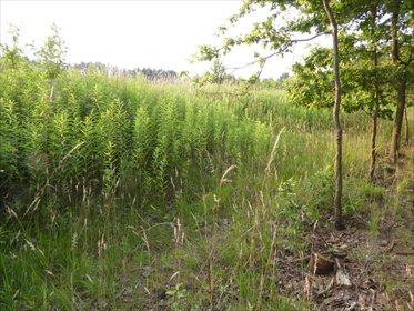 działka na sprzedaż 1465m2 działka Nadolice Wielkie