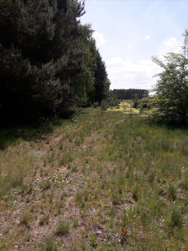 działka na sprzedaż 1250m2 działka Kruczy Borek, Kruczy Borek