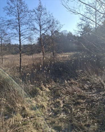 Lokal użytkowy na sprzedaż Tartak 52 600m2 Foto 6