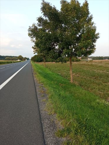 Działka inwestycyjna na sprzedaż Zdrojewo 6 500m2 Foto 1