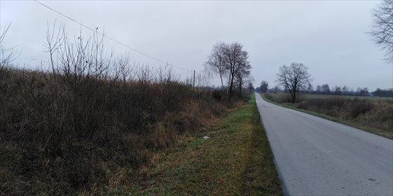 Działki 3000 m² z drogą asfaltową (Lipowa, Siedliszcze) działka Siedliszcze, Siedliszcze Kolonia, Lipowa