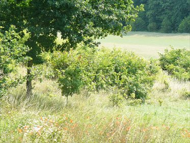 Działka budowlana na sprzedaż Borowo 2 049m2 Foto 6