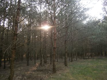 Działka leśna na sprzedaż Stara Wiśniewka 55 661m2 Foto 3