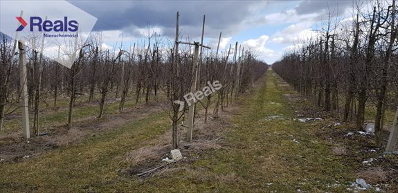 Działka rolna na sprzedaż Las Dębowy 35 800m2 Foto 1