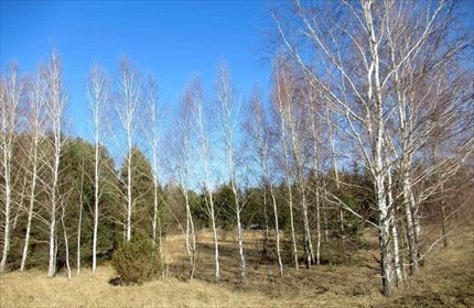 działka na sprzedaż 2847m2 działka Daleszyce, Marzysz