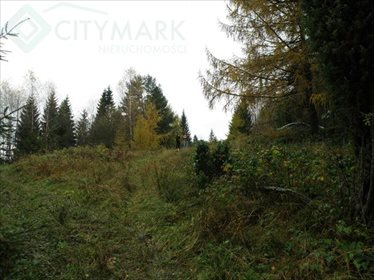 Działka inwestycyjna na sprzedaż Strzebowiska 9 988m2 Foto 2
