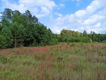 Działka 3405 m² pod lasem z WZ - prywatność i media działka Wiewiórowo