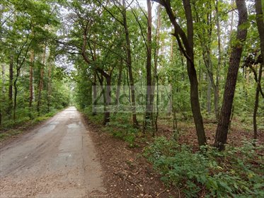 Działka 1500 m² z domkiem i lasem w Ojrzanowie. działka Ojrzanów