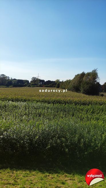 Działka budowlana na sprzedaż Ściejowice 6 000m2 Foto 6