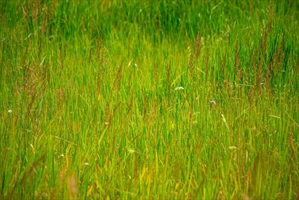 Zapraszam do zakupu 52 937 m² działek w Czarnowie działka Czarnów