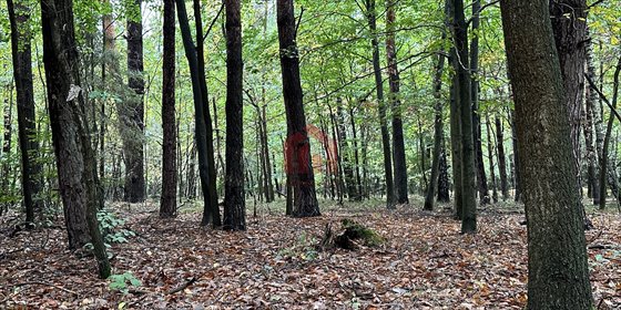 działka na sprzedaż 13700m2 działka Poręby Kupieńskie