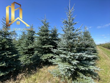 działka na sprzedaż 39291m2 działka Miedzechów