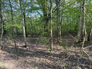 Działka 2500 m² z lasem i prywatnością w Milanówku działka Milanówek, Rososzańska