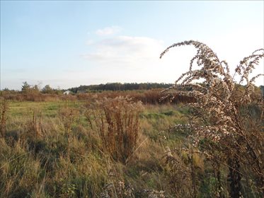 Działka budowlana na sprzedaż Robakowo, Kórnik 3 340m2 Foto 3
