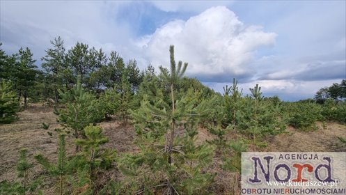 działka na sprzedaż 1001m2 działka Dalny Las