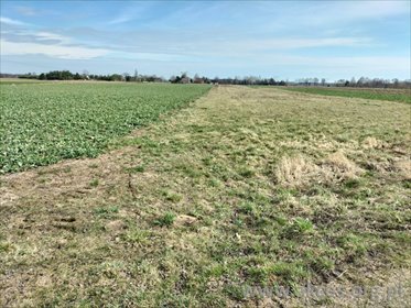 Sprzedam działkę 7030 m² przy asfaltowej drodze w Kampinosie działka Brochów