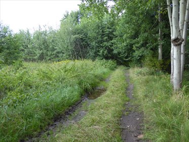 działka na sprzedaż 9800m2 działka Golina