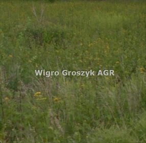 działka na sprzedaż 6500m2 działka Sowia Wola