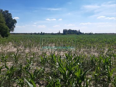 działka na sprzedaż 58000m2 działka Grodzisk Mazowiecki