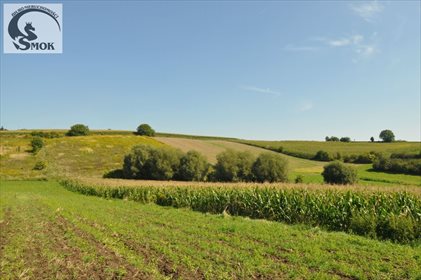 Działka rolna na sprzedaż Pietrzejowice 10 000m2 Foto 1