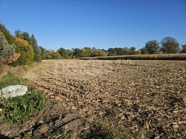 Zapraszam do obejrzenia działki 3000 m² w Szukalicach działka Szukalice