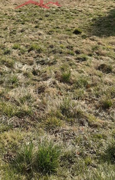 Działka budowlana na sprzedaż Łężany 1 500m2 Foto 1