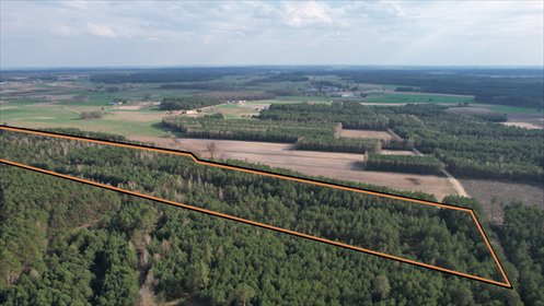 Działka leśna 12,3 ha sosny, dojazd utwardzony działka Żebry-Perosy