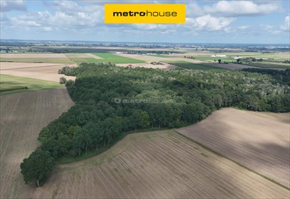 Duża działka leśna 3,99 ha z dębowym drzewostanem - polecam! działka Leszno