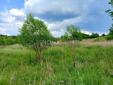 działka na sprzedaż 50000m2 działka Chwaliszów